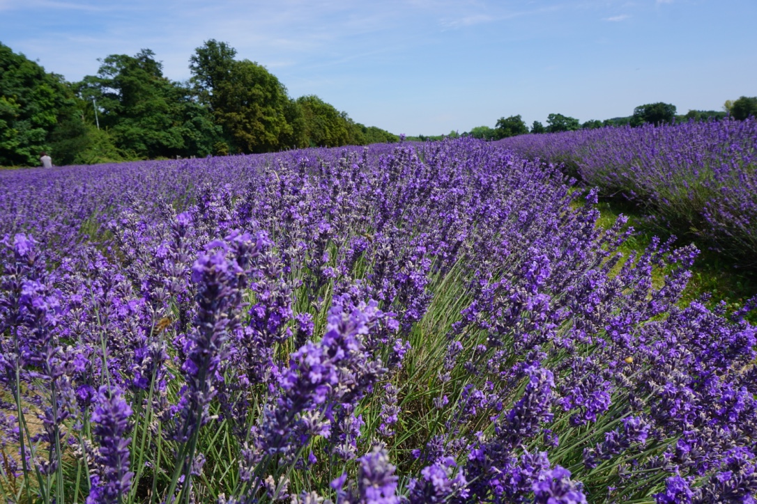 Mayfield Lavender: campos de lavanda ao lado de Londres