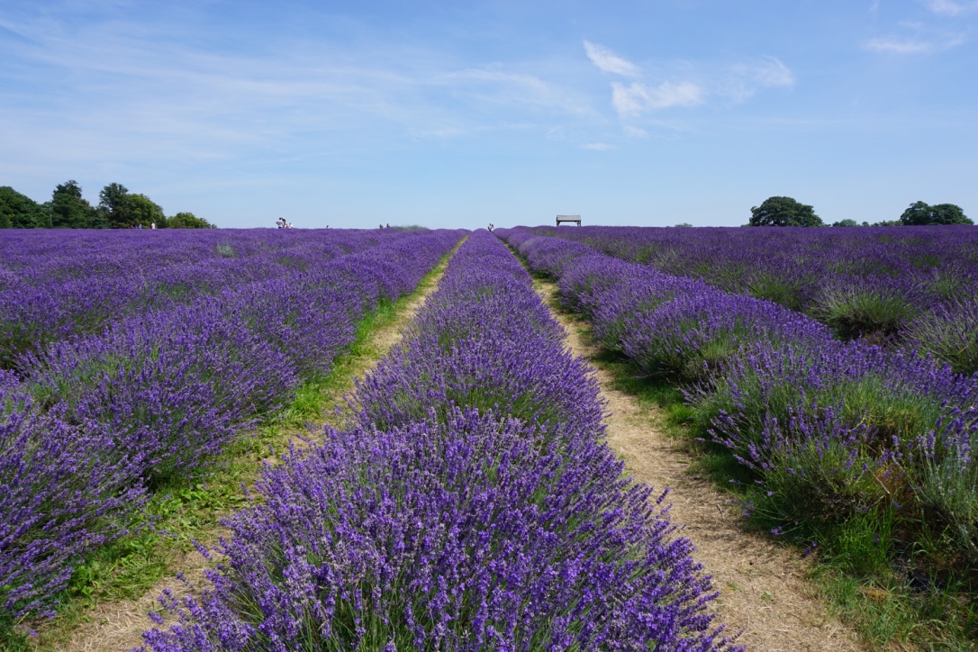 Mayfield Lavender: campos de lavanda ao lado de Londres
