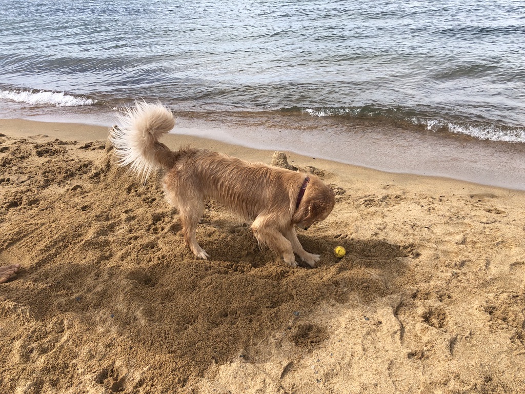 Kiva Beach: Dog Friendly Beach at Lake Tahoe, California