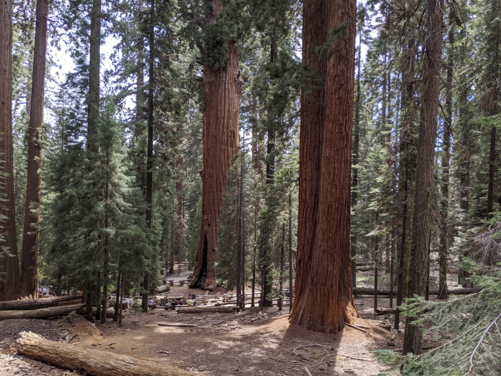 Califórnia: Sequoia National Park, o parque das sequoias gigantes