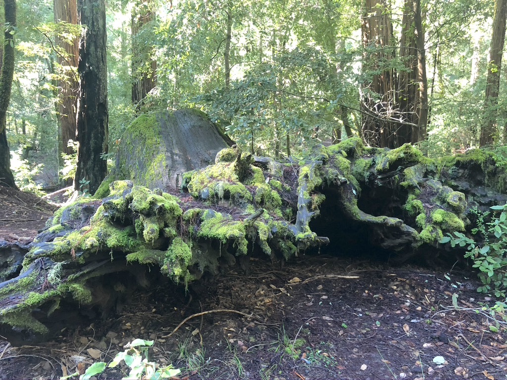 Big Basin Redwoods Park: parque mais antigo da Califórnia