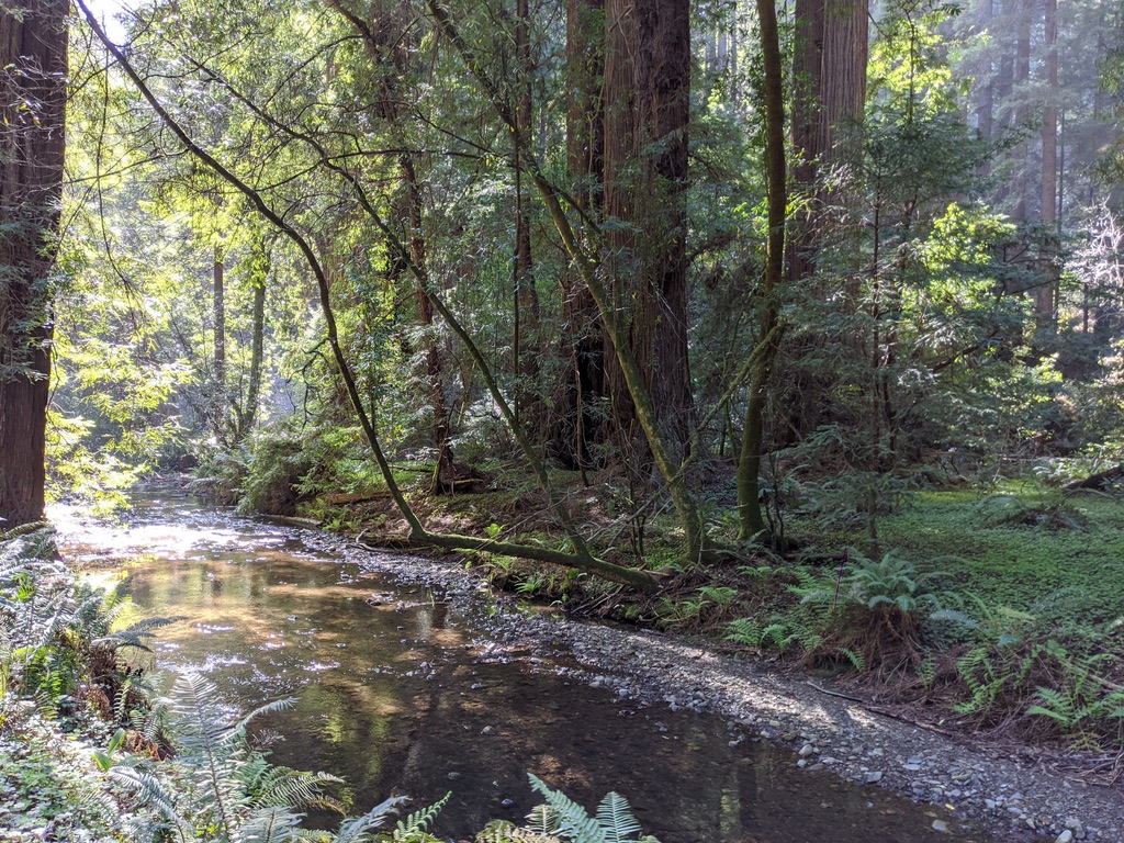 Muir Woods: Redwood Forest Next to San Francisco