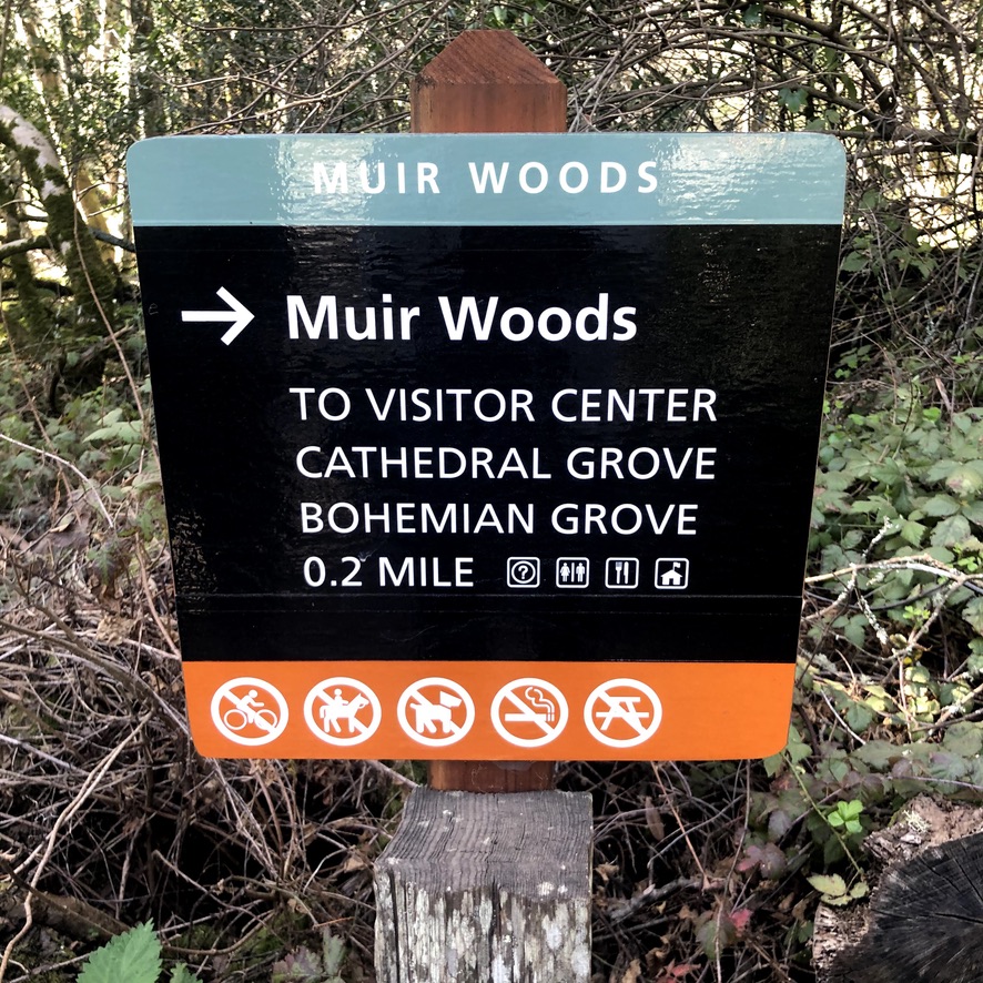 Muir Woods: Floresta de Sequoias ao lado de San Francisco
