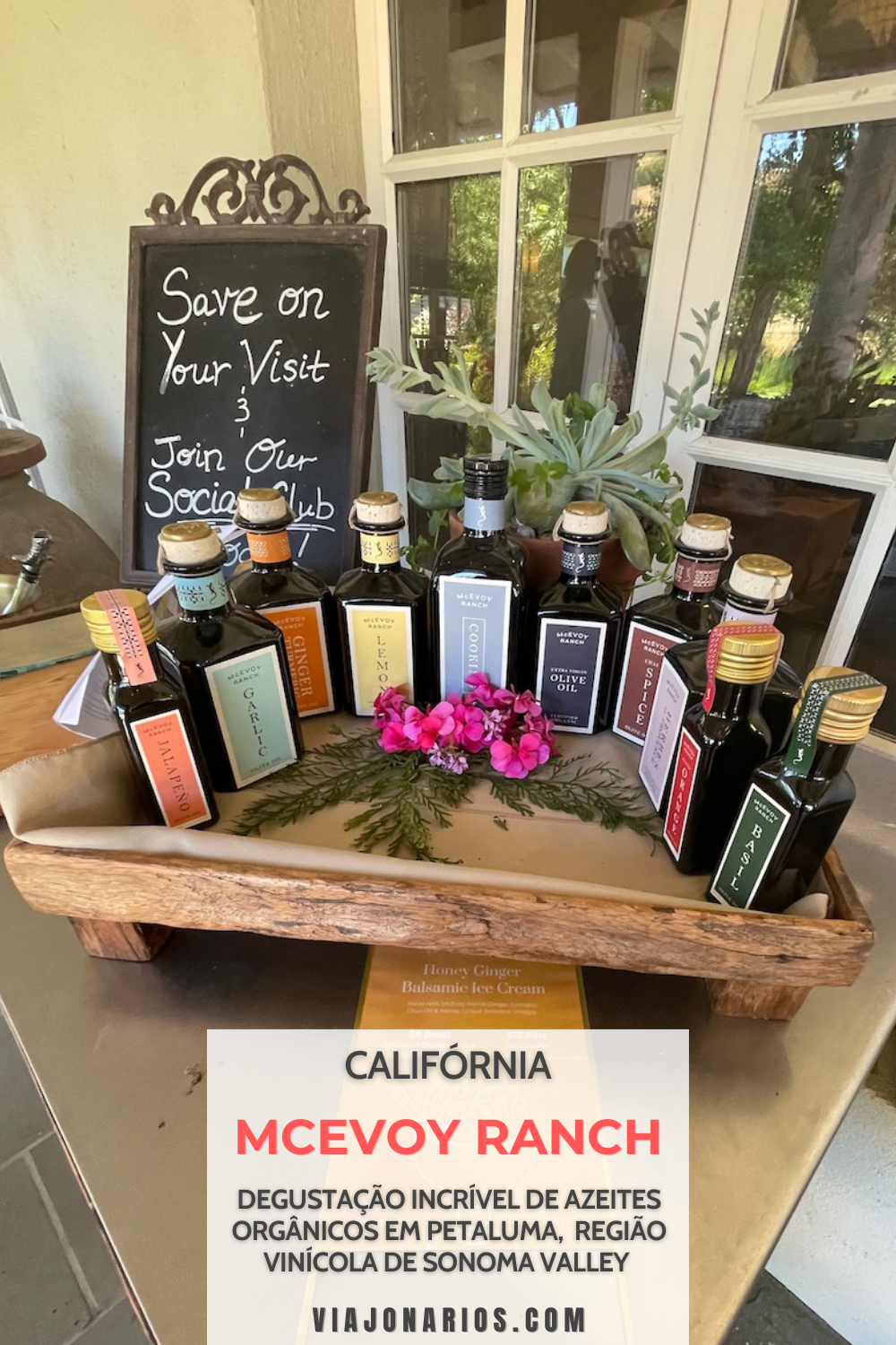 McEvoy Ranch: Oil Tasting in Petaluma, California | https://viajonarios.com/mcevoy-ranch/ | #viajonarios #mcevoyranch #oliveoil #azeite #degustacaodeoiltasting #oliveoiltasting #california #sonomavalley #organic #organic #extravirgem #azeitona #tours #tastings